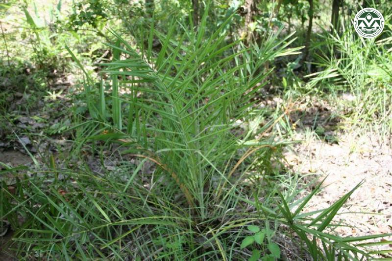 Phoenix acaulis