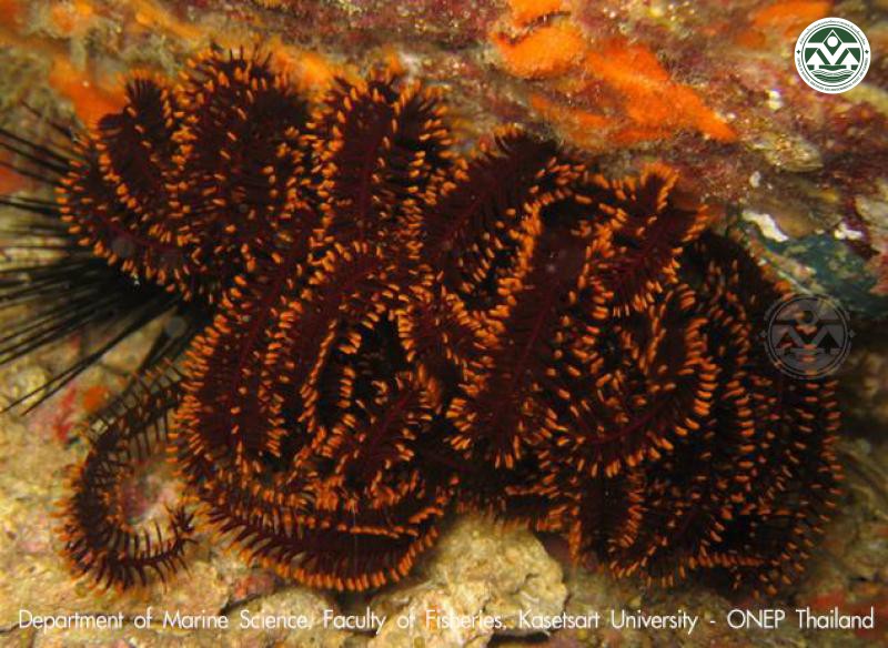 Comatella nigra