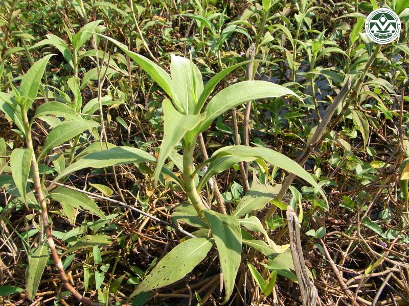 Polygonum tomentosum