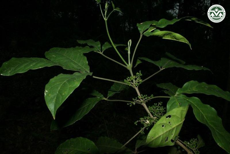 Melicope pteleifolia