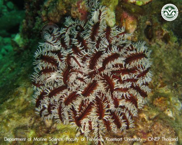 Comaster schlegelii