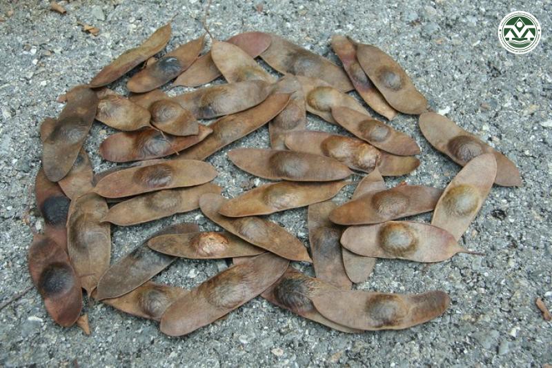 Dalbergia stipulacea