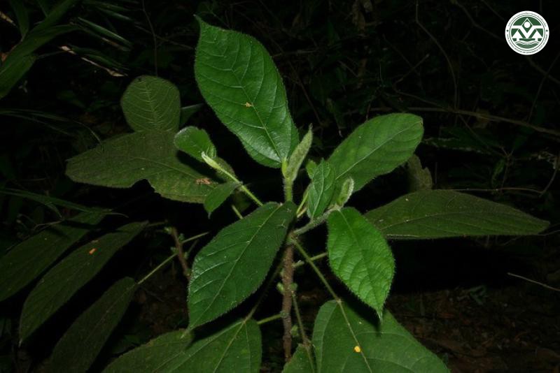 Ficus hirta
