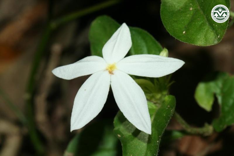 Aphenandra uniflora