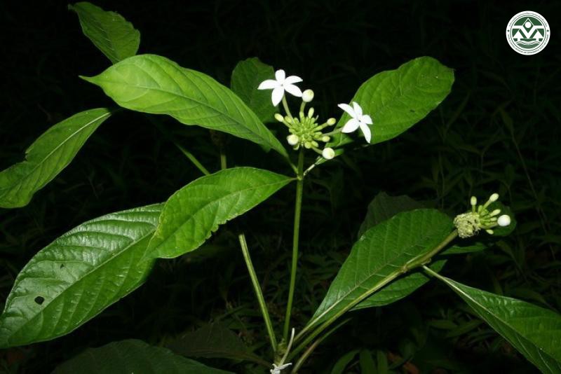Morinda angustifolia