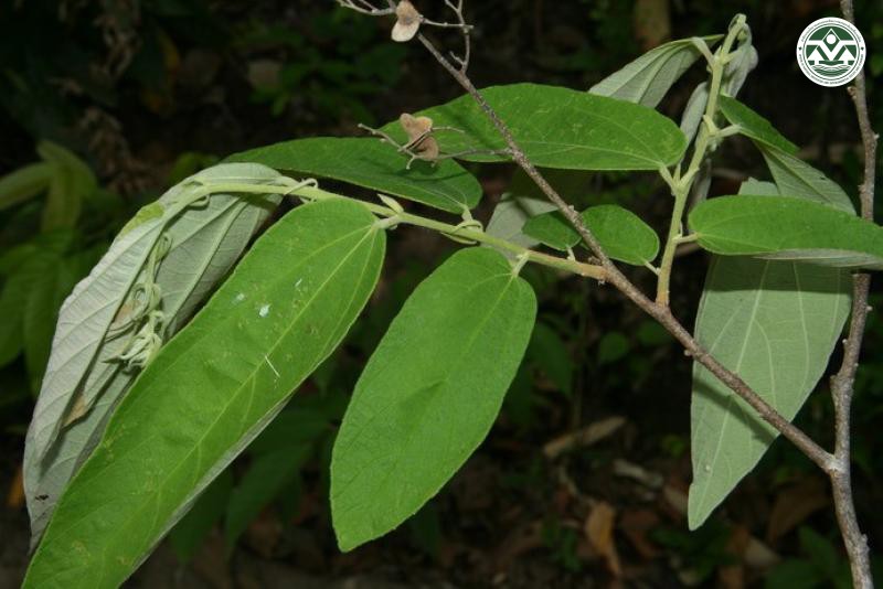 Colona flagrocarpa