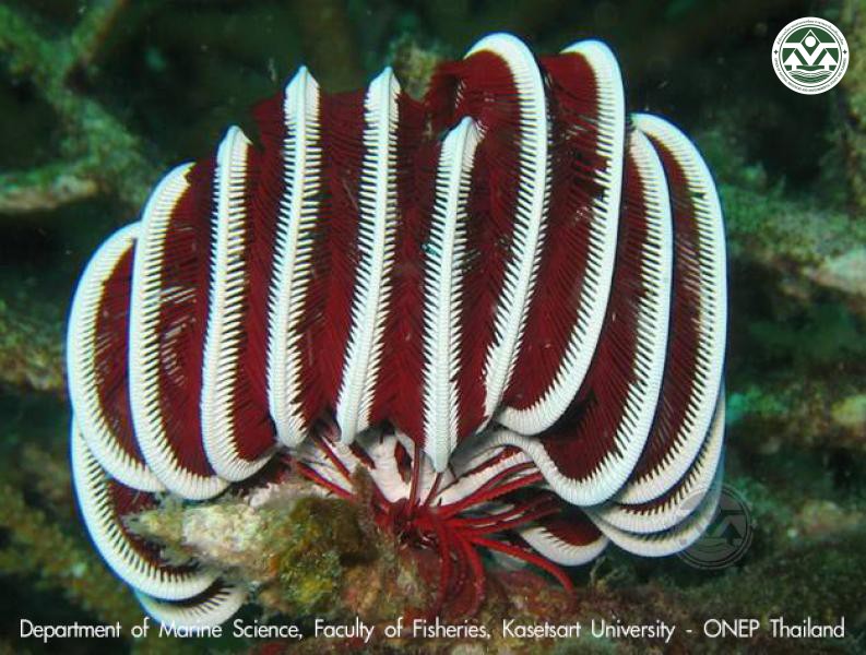 Himerometra robustipinna