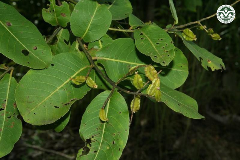 Terminalia alata