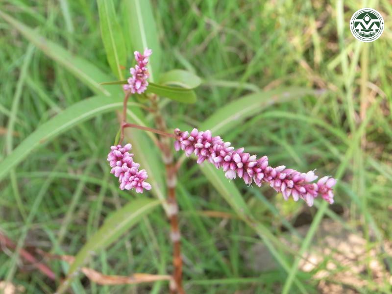 Polygonum barbatum