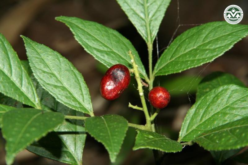 Clausena wallichii