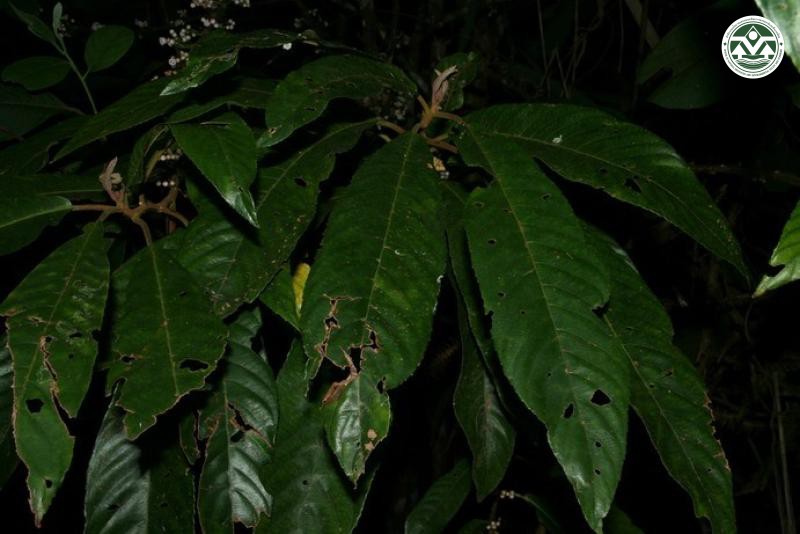 Saurauia roxburghii