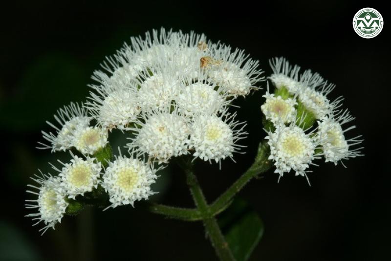 Ageratina adenophora