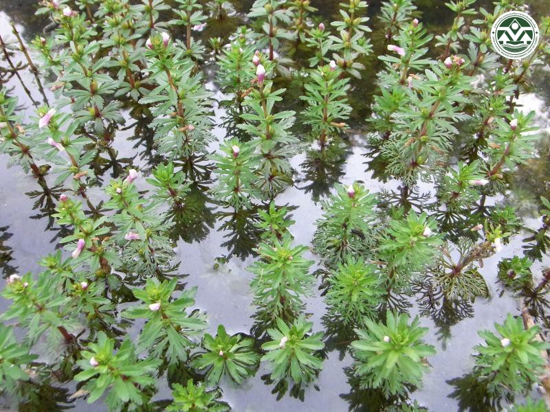 Limnophila heterophylla