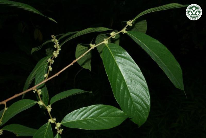 Bridelia glauca