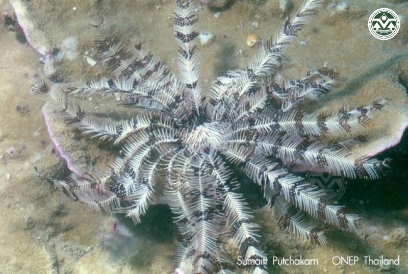 Stephanometra indica