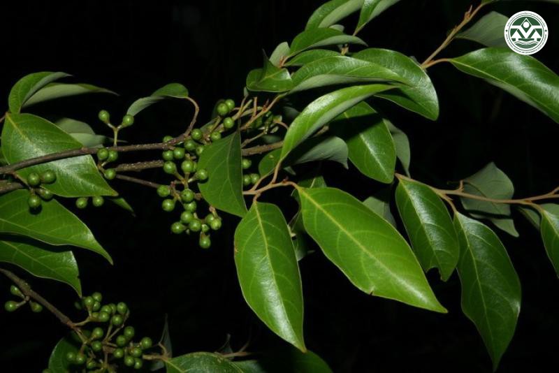 Lindera meissneri