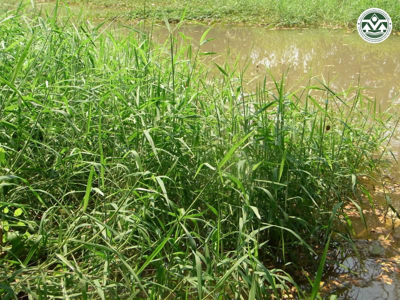 Brachiaria mutica