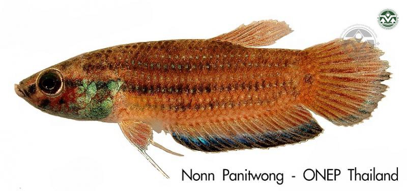Betta simplex