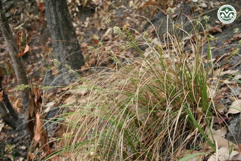 Carex stramentitia