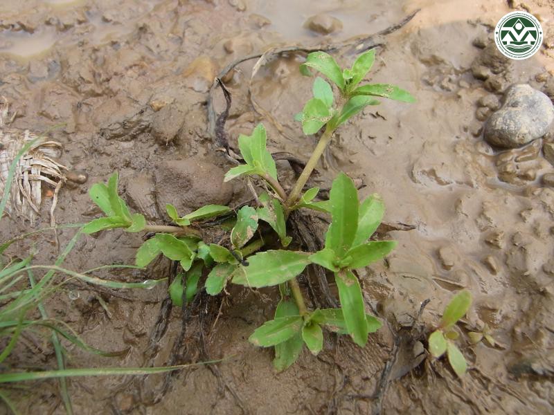 Lindernia ciliata