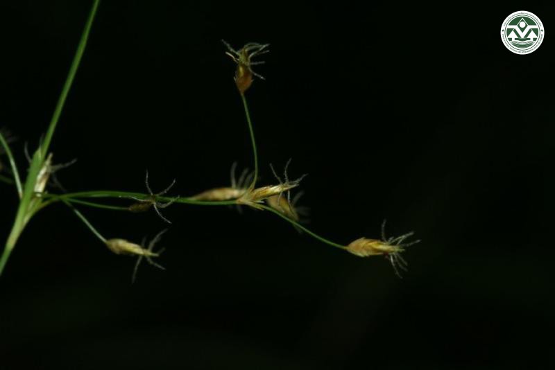 Fimbristylis eragrostis