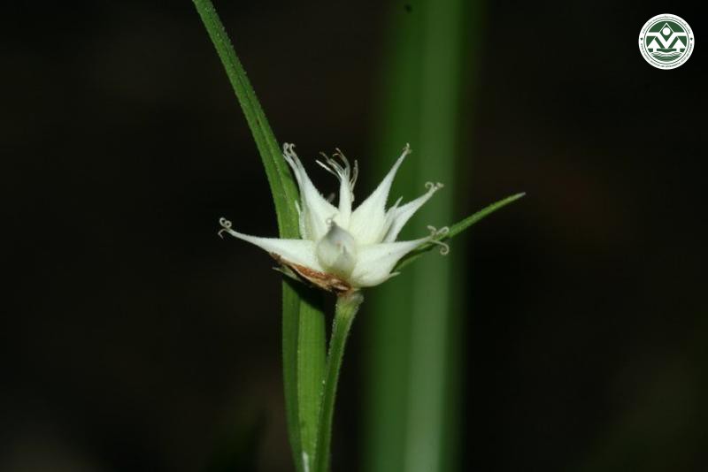 Carex tricephala
