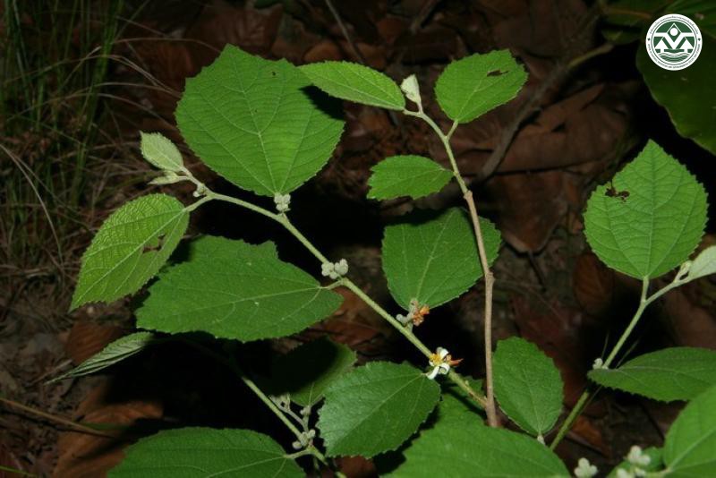 Grewia abutilifolia