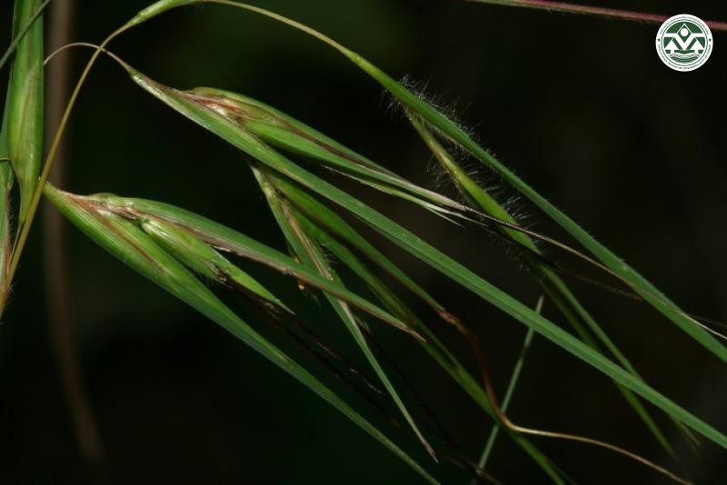 Themeda triandra