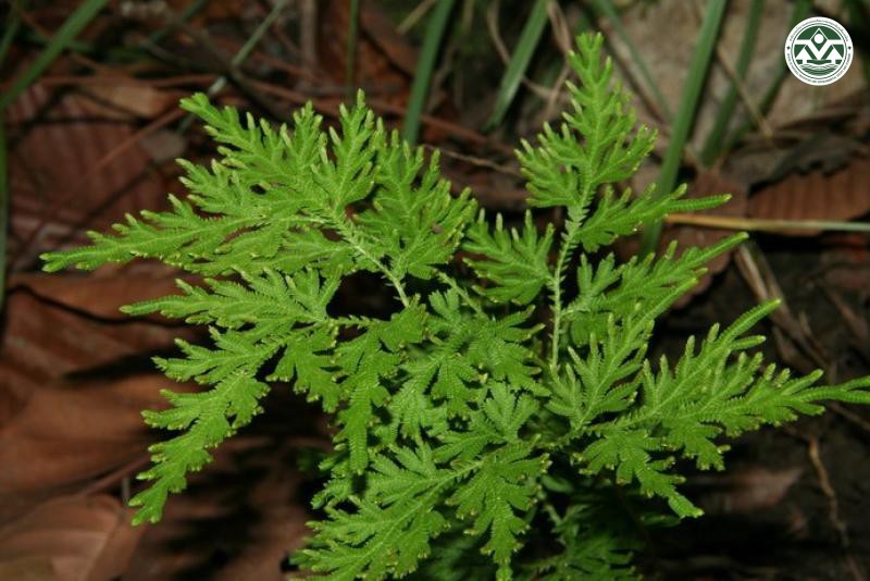 Selaginella helferi
