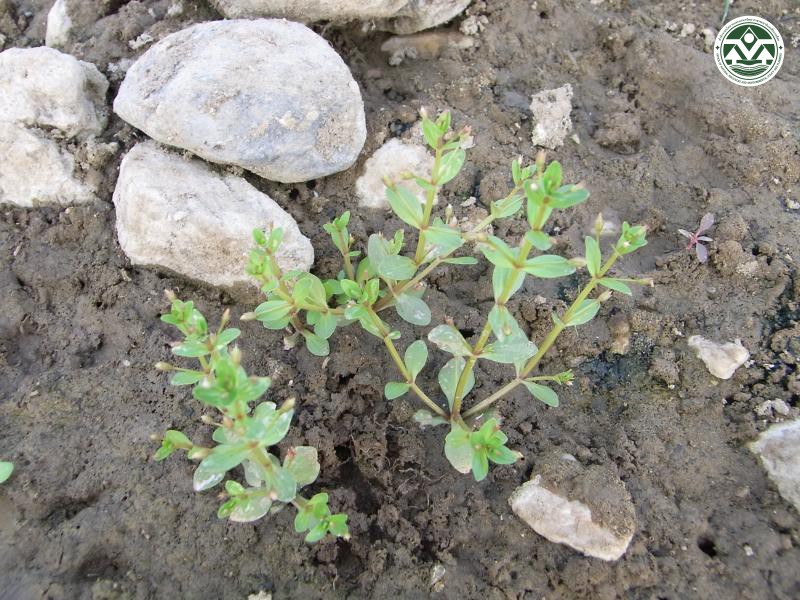 Hedyotis corymbosa