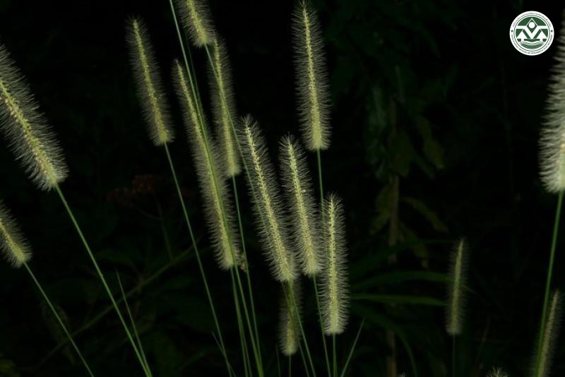 Setaria parviflora