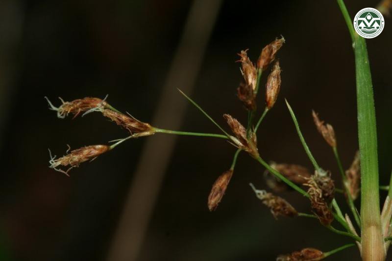 Fimbristylis thomsonii