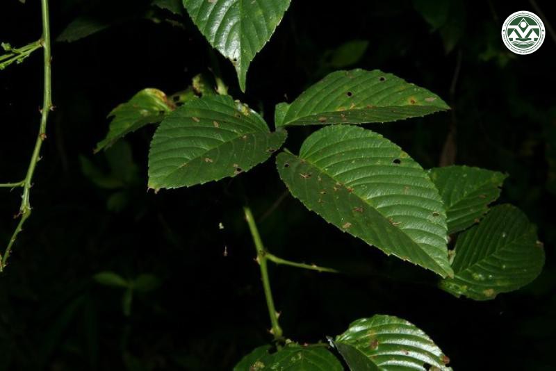 Rubus leucanthus