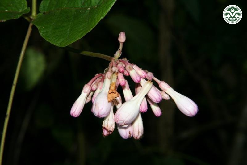 Amalocalyx microlobus