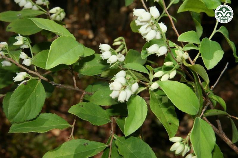 Vaccinium sprengelii