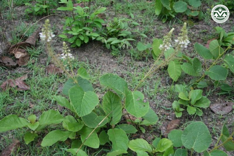 Uraria cordifolia
