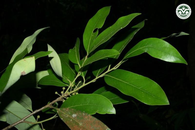 Litsea laeta