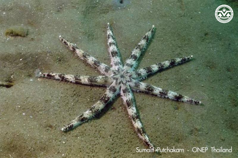 Luidia maculata