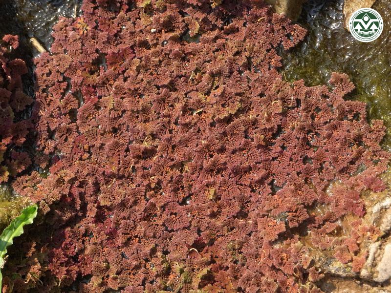 Azolla pinnata