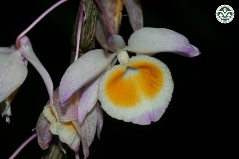 Dendrobium gratiosissimum