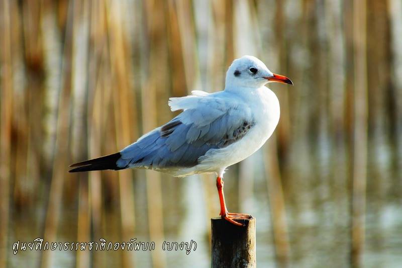 Larus brunnicephalus