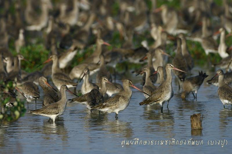 Limosa limosa