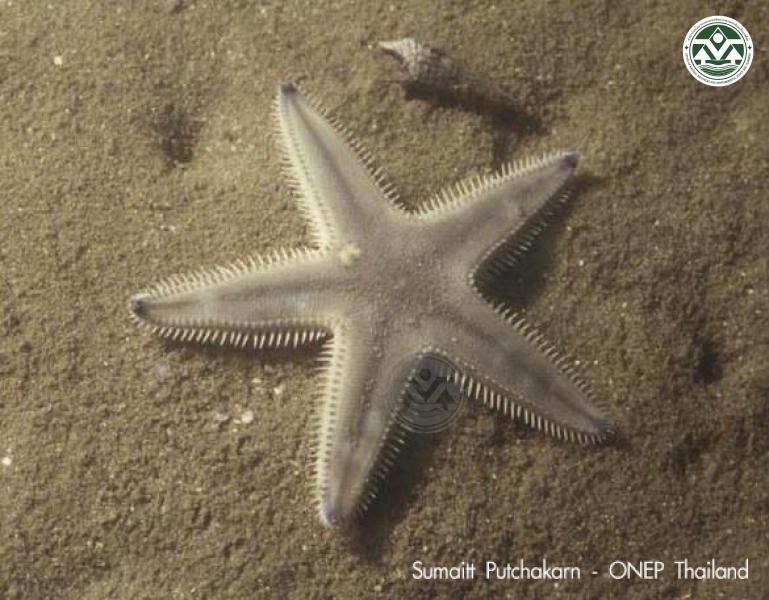 Astropecten indicus