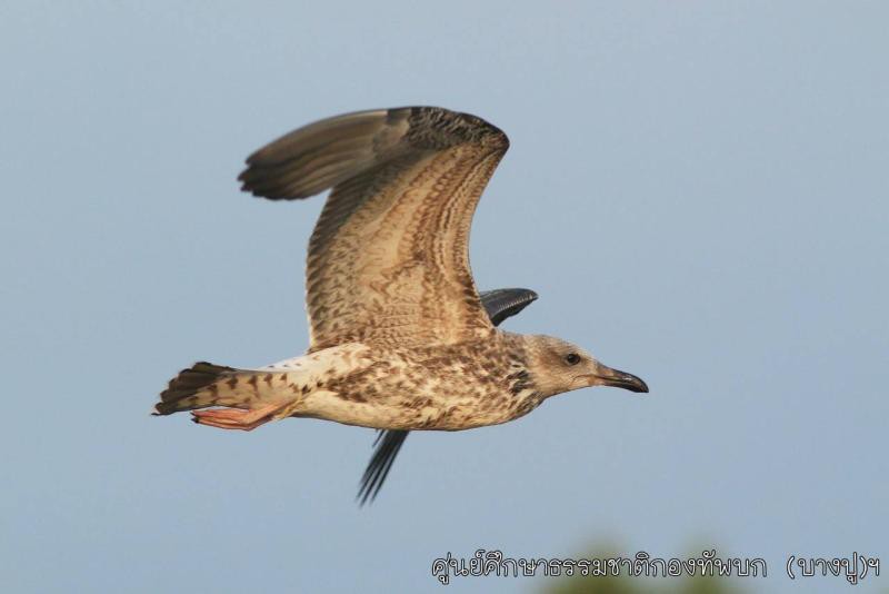 Larus heuglini