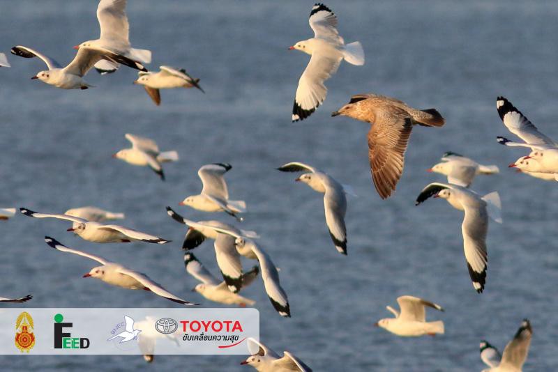 Larus schistisagus