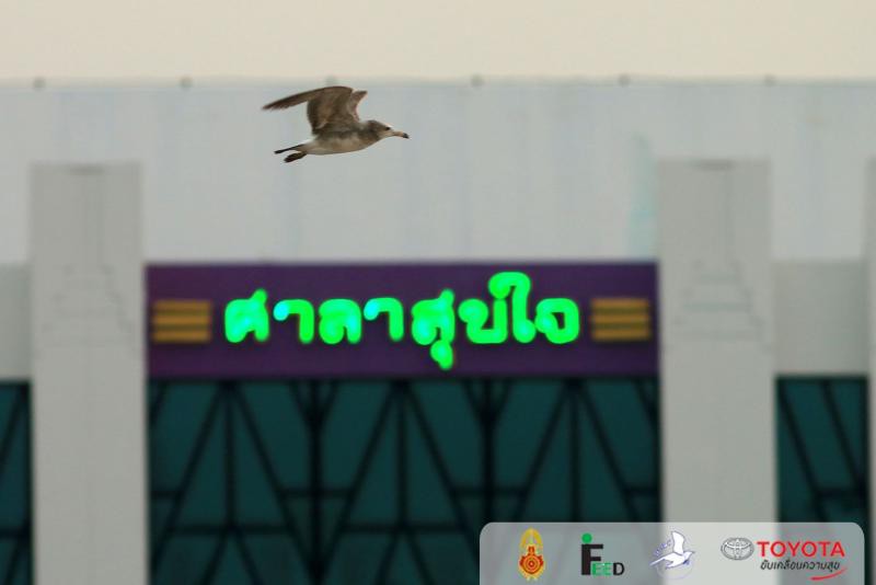 Larus crassirostris