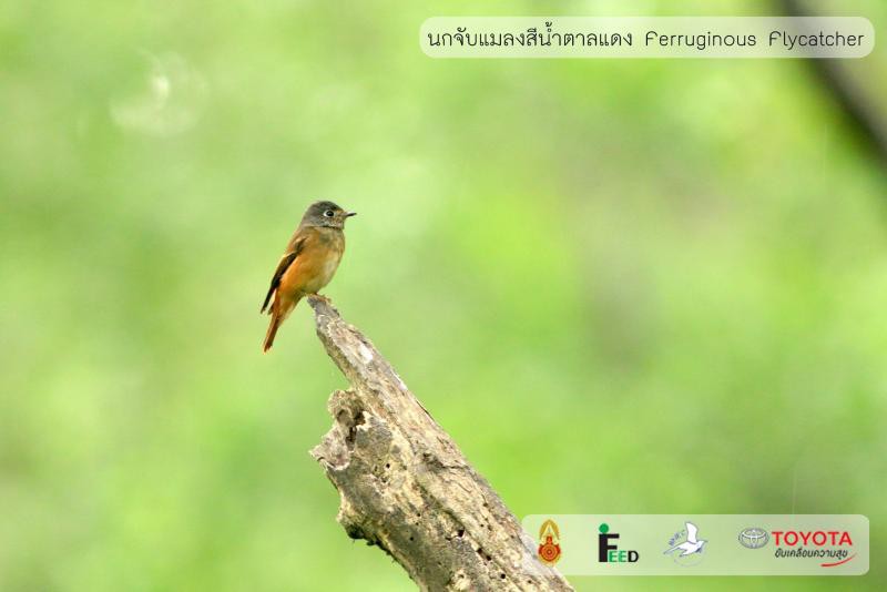 Muscicapa ferruginea