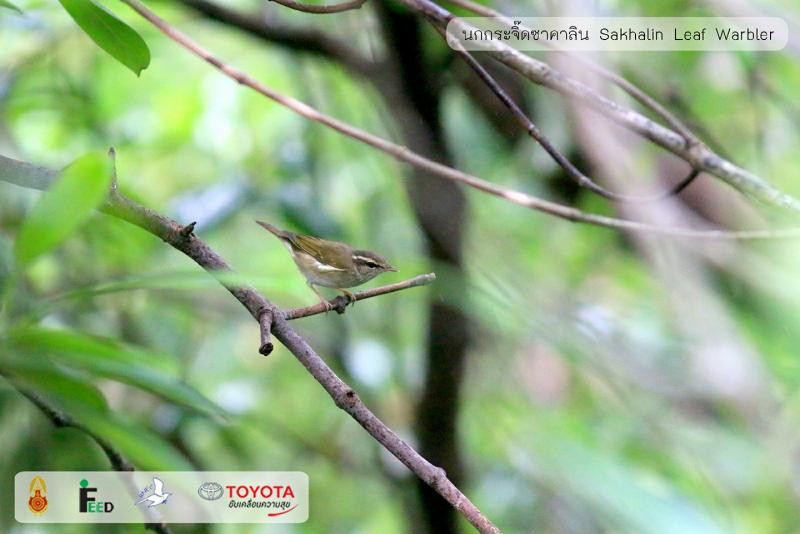 Phylloscopus borealoides