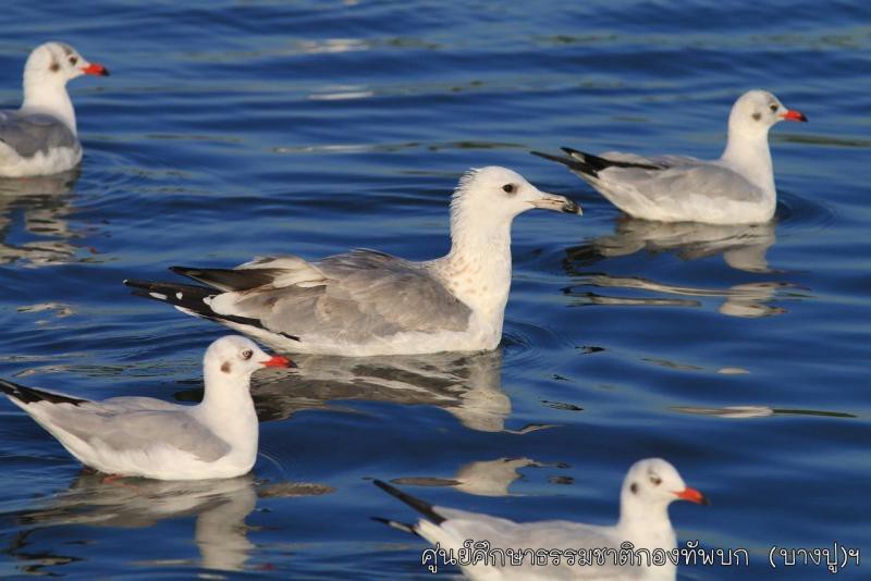 Larus argentatus