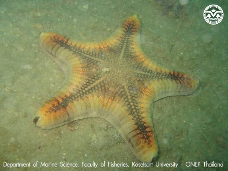 Goniodiscaster forficulatus